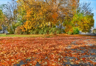 Mulched Leaves on the Lawn